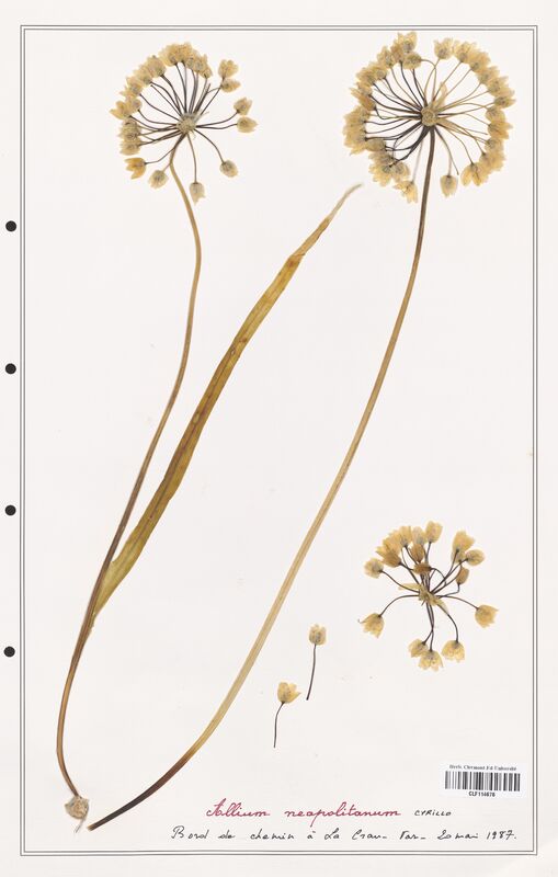 Allium neapolitanum  (Alliacees)