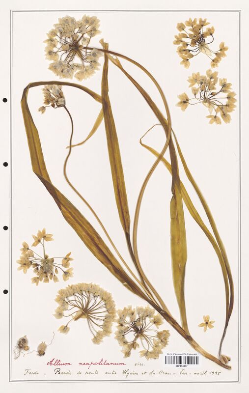 Allium neapolitanum  (Alliacees)