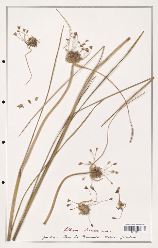 Allium oleraceum  (Alliacees)