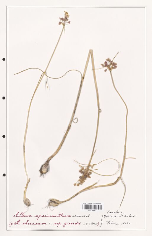 Allium sporinanthum  (Alliacees)