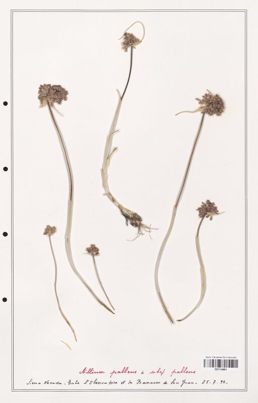 Allium pallens  (Alliacees)