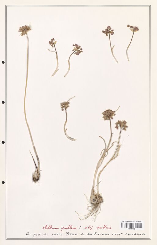 Allium pallens  (Alliacees)