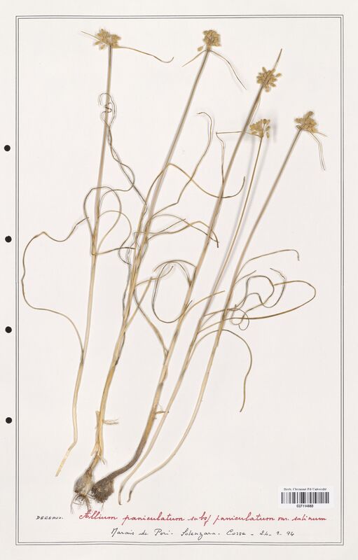 Allium paniculatum  (Alliacees)