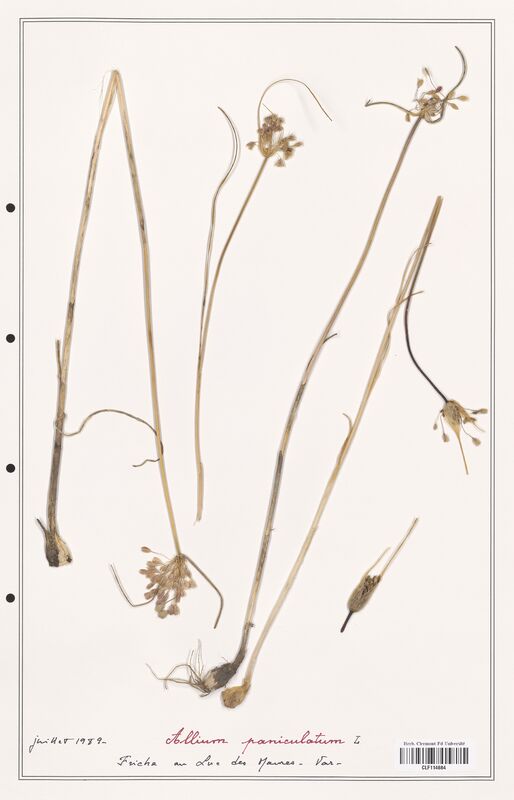 Allium paniculatum  (Alliacees)