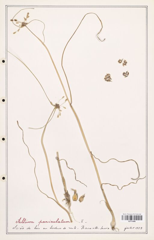 Allium paniculatum  (Alliacees)