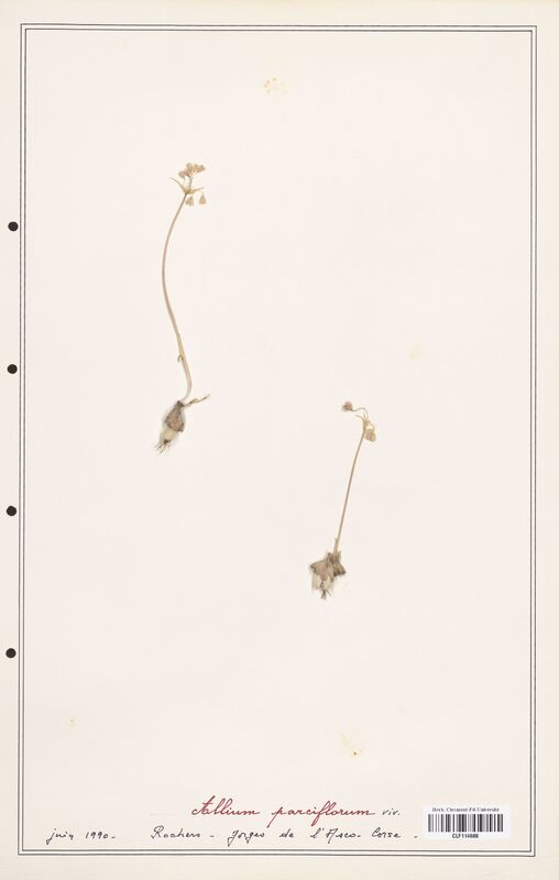 Allium parciflorum  (Alliacees)