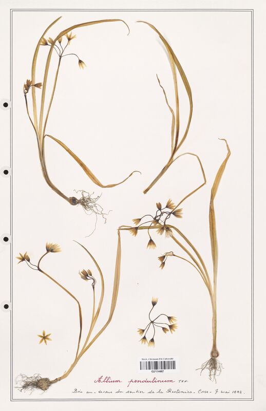 Allium pendulinum  (Alliacees)