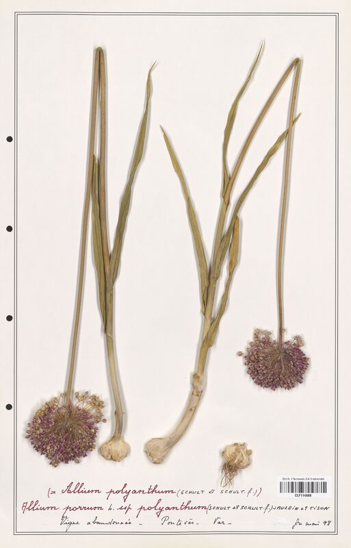 Allium polyanthum  (Alliacees)