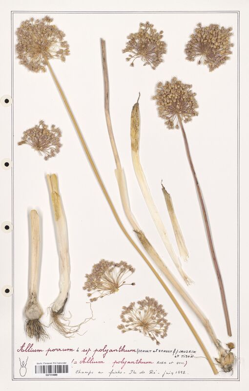 Allium porrum  (Alliacees)