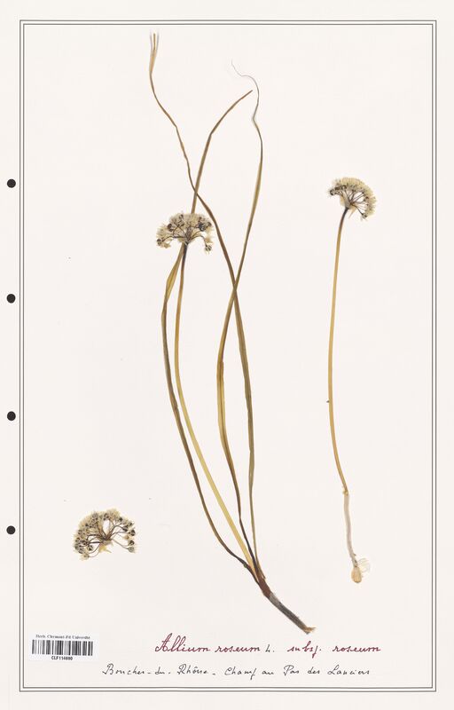 Allium roseum  (Alliacees)