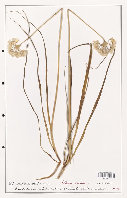 Allium roseum  (Alliacees)