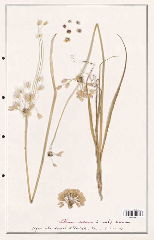 Allium roseum  (Alliacees)