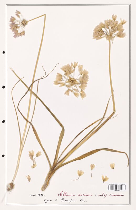 Allium roseum  (Alliacees)