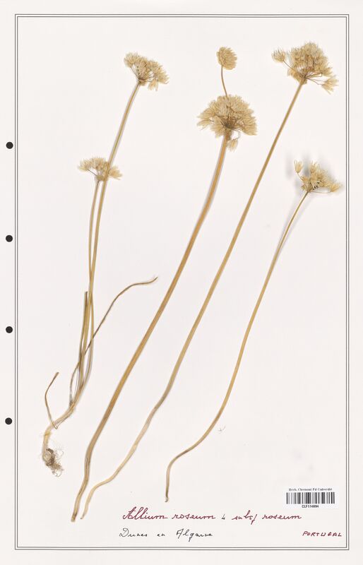 Allium roseum  (Alliacees)