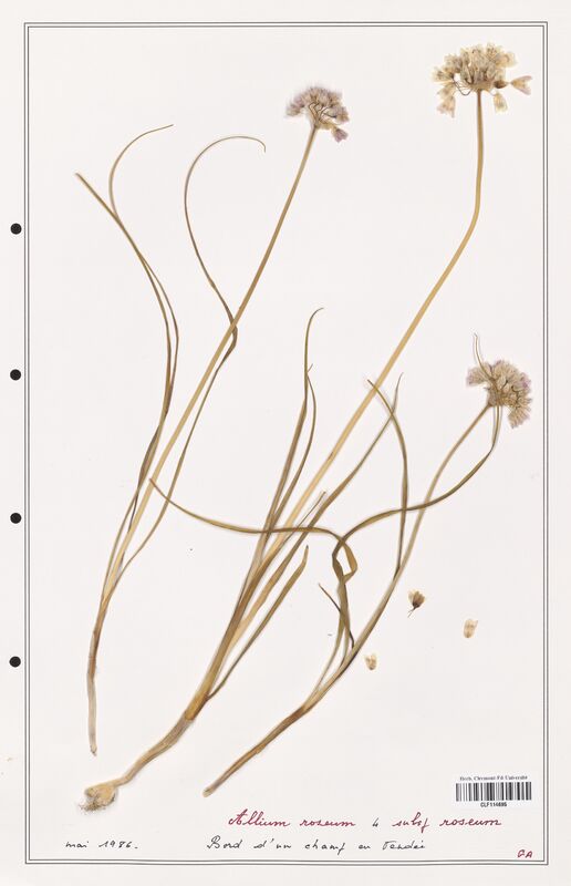 Allium roseum  (Alliacees)