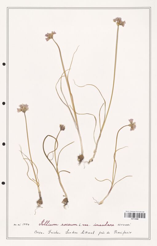 Allium roseum  (Alliacees)