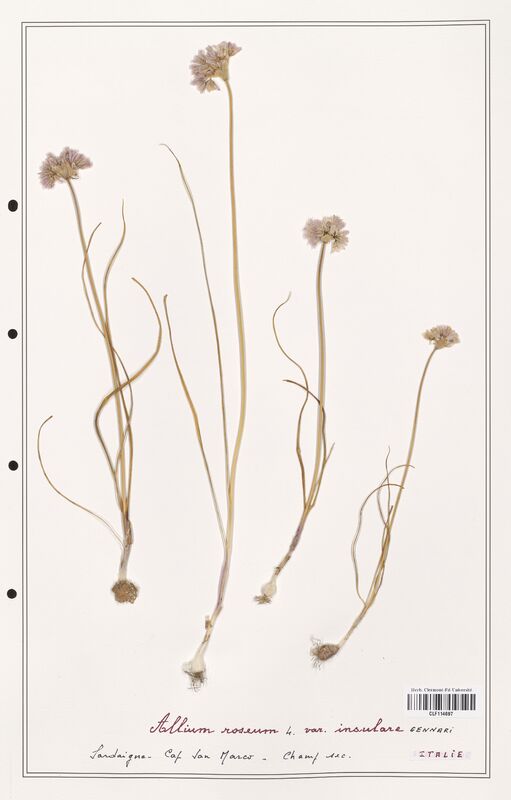 Allium roseum  (Alliacees)