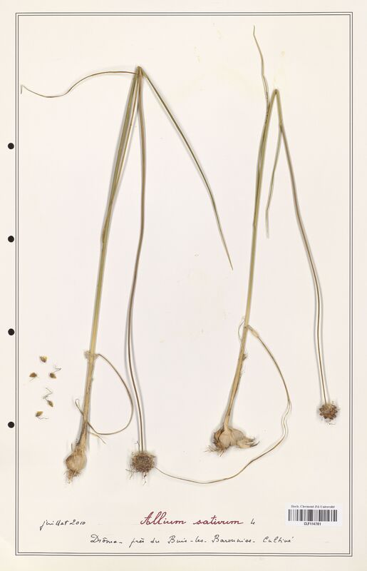 Allium sativum  (Alliacees)