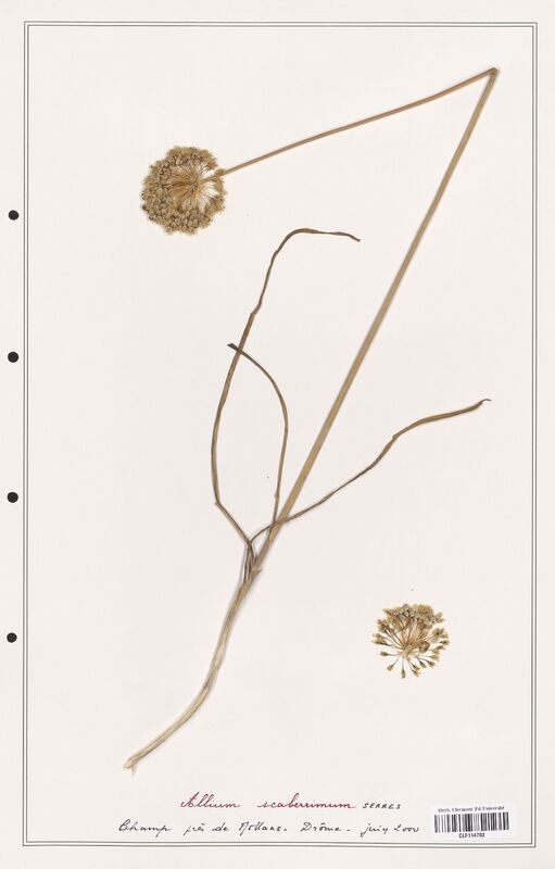 Allium scaberrimum  (Alliacees)