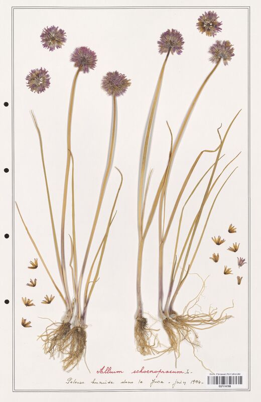 Allium schoenoprasum  (Alliacees)
