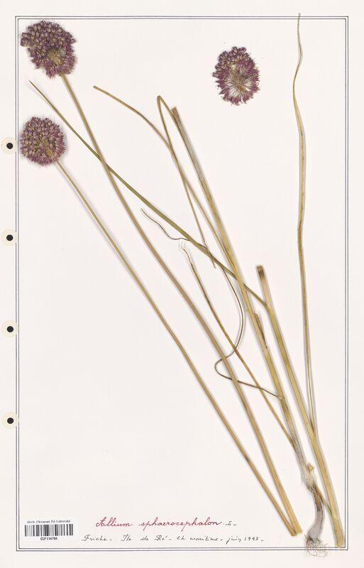 Allium sphaerocephalon  (Alliacees)