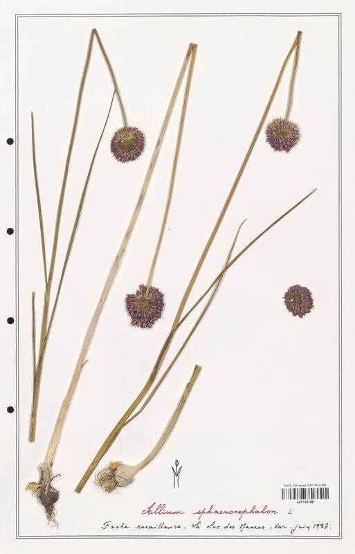 Allium sphaerocephalon  (Alliacees)