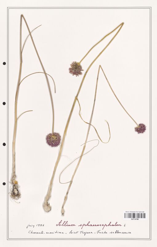 Allium sphaerocephalon  (Alliacees)