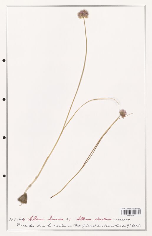 Allium lineare  (Alliacees)