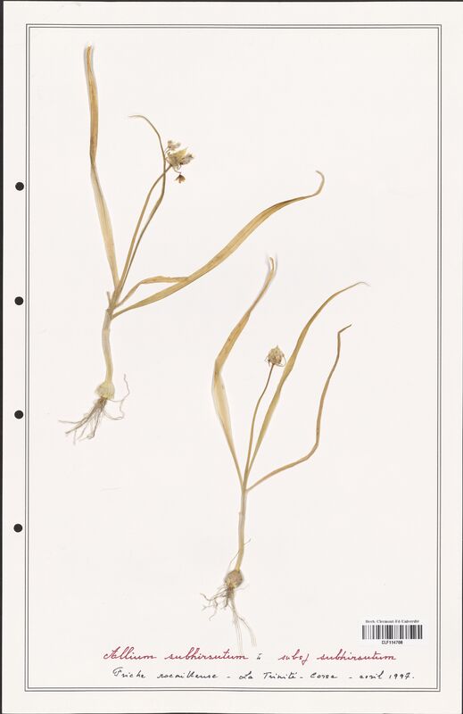 Allium subhirsutum  (Alliacees)