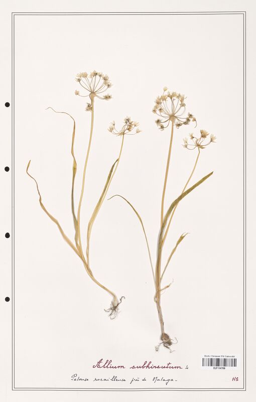 Allium subhirsutum  (Alliacees)