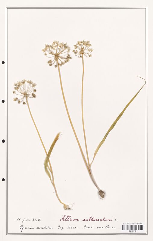 Allium subhirsutum  (Alliacees)