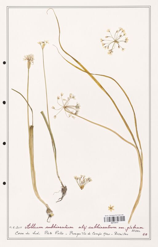 Allium subhirsutum  (Alliacees)