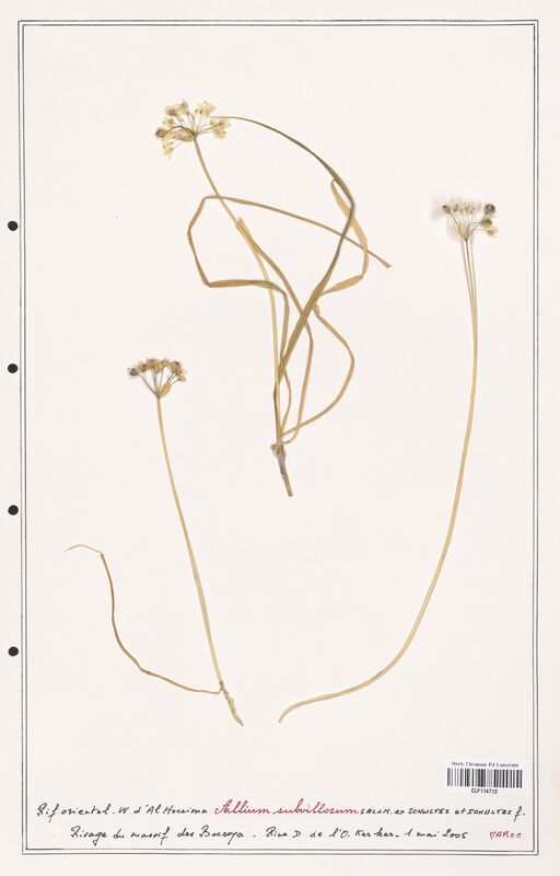 Allium subvillosum  (Alliacees)