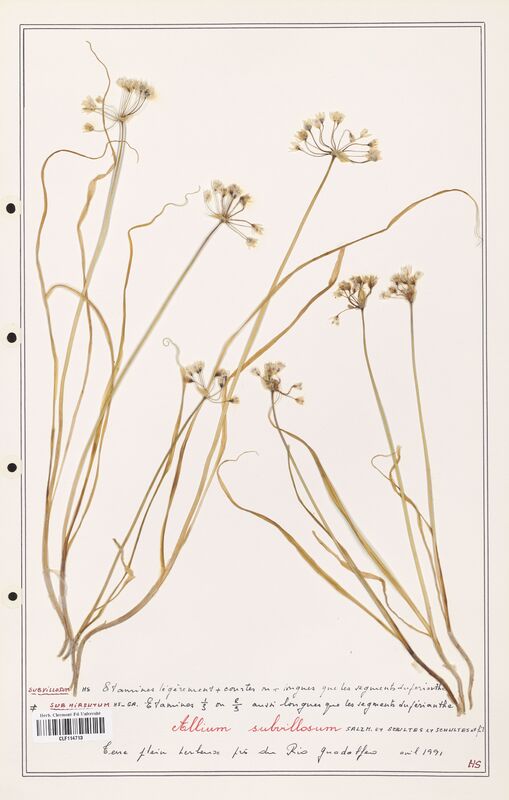 Allium subvillosum  (Alliacees)