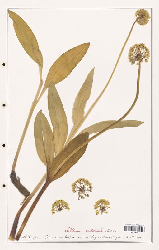 Allium victoriale  (Alliacees)