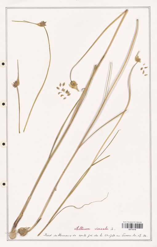 Allium vineale  (Alliacees)