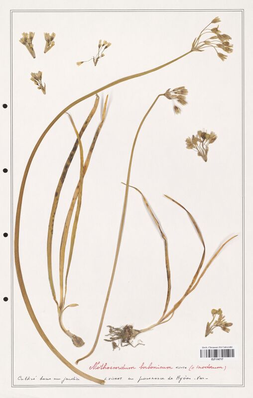 Allium borbonicum  (Alliacees)