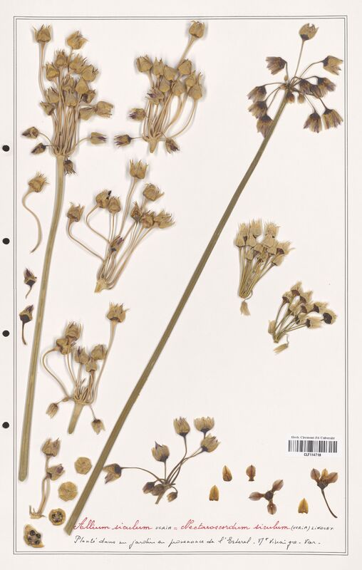 Allium siculum  (Alliacees)