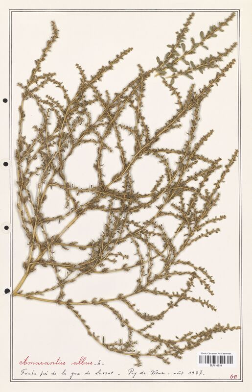 Amaranthus albus  (Amanrathacees)