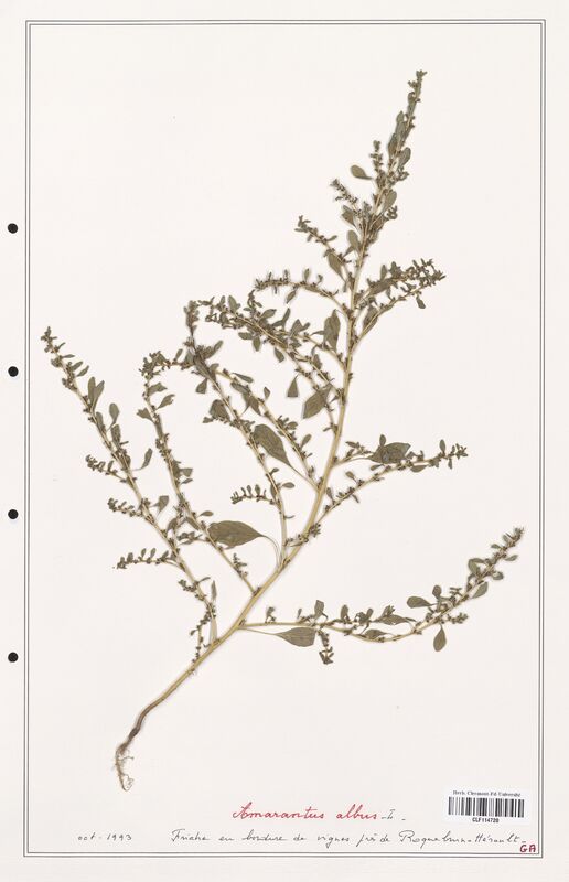 Amaranthus albus  (Amanrathacees)