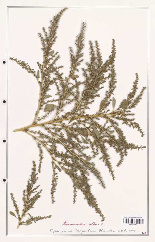 Amaranthus albus  (Amanrathacees)