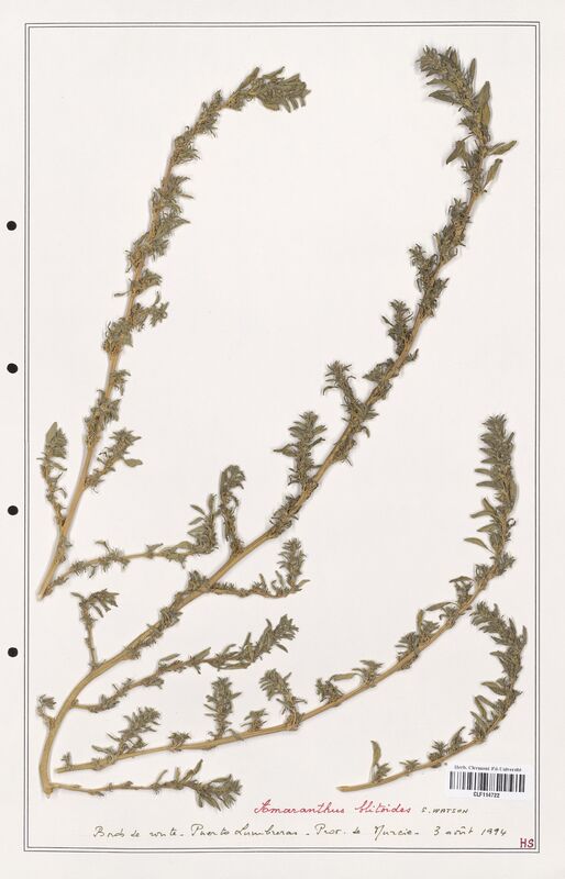 Amaranthus blitoides  (Amanrathacees)