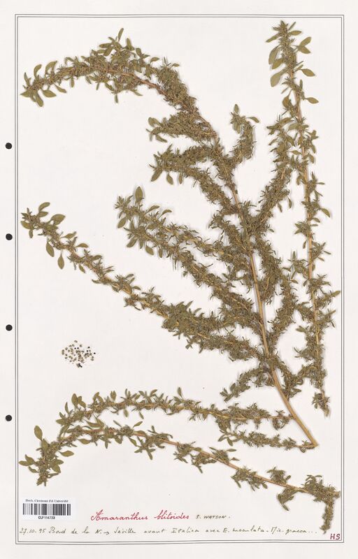 Amaranthus blitoides  (Amanrathacees)