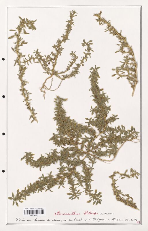 Amaranthus blitoides  (Amanrathacees)