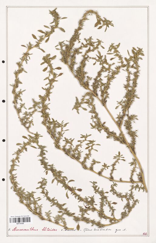 Amaranthus blitoides  (Amanrathacees)