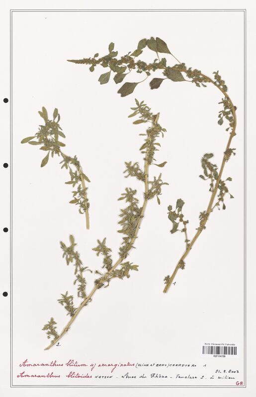 Amaranthus blitum  (Amanrathacees)