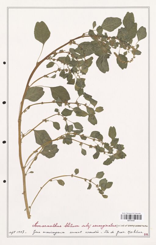 Amaranthus blitum  (Amanrathacees)