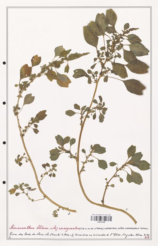 Amaranthus blitum  (Amanrathacees)