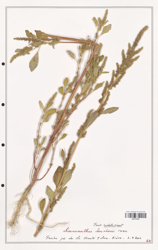 Amaranthus bouchonii  (Amanrathacees)