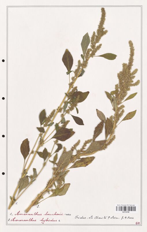 Amaranthus bouchonii  (Amanrathacees)